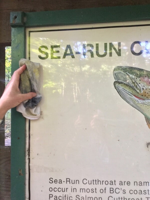 The stupid vandalism is now on the sock, and no one needs to see it blight the information about our native salmon’s life cycle.